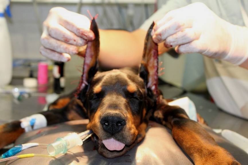 Köpeklerin Kulakları Neden Kesilir